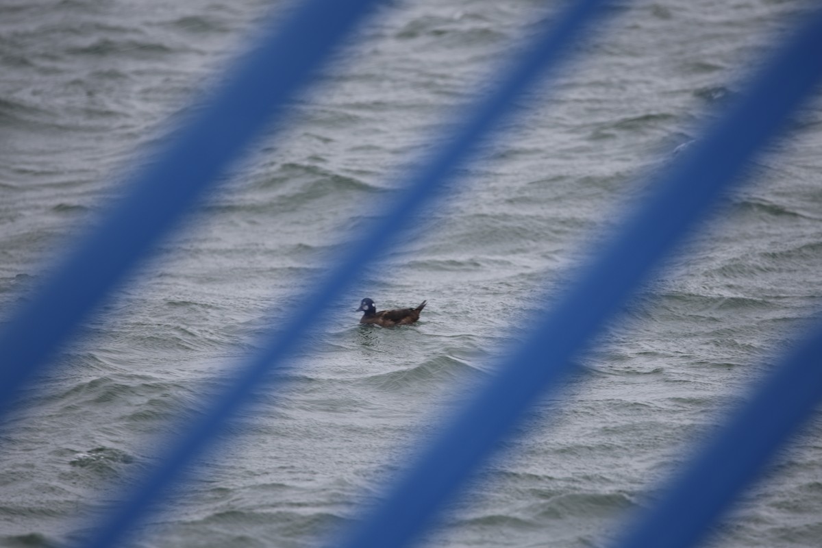 Harlequin Duck - ML646120825