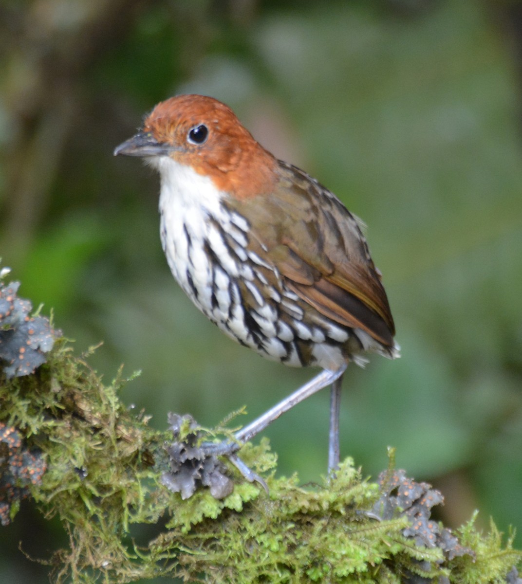 Chestnut-crowned Antpitta - ML646120831