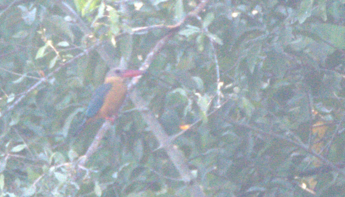 ledňáček čápozobý - ML646120834