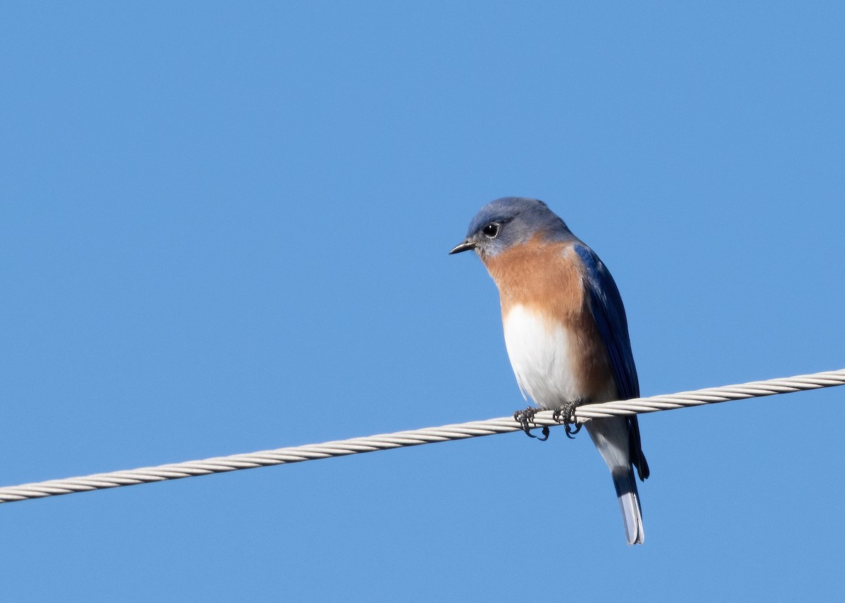 Eastern Bluebird - ML646120835