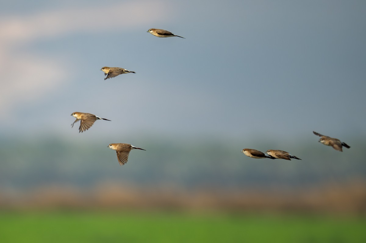 stříbrozobka indická - ML646120836