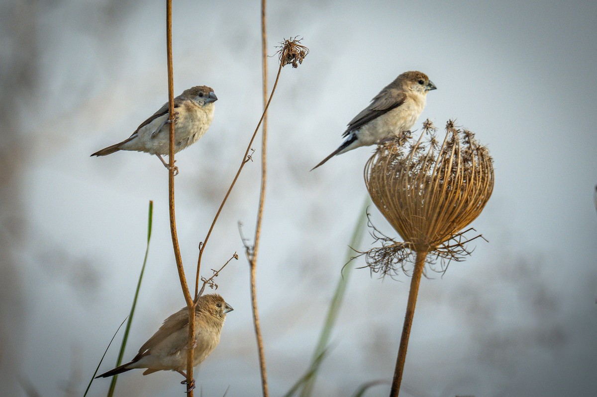 stříbrozobka indická - ML646120837