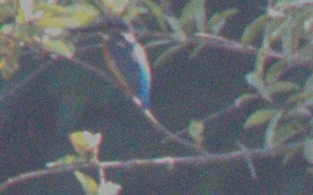 ledňáček říční - ML646120843