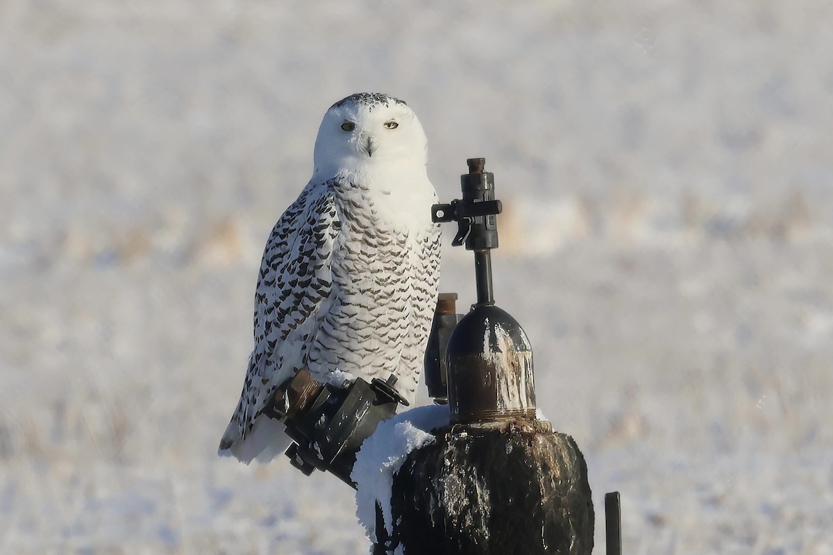 sovice sněžní - ML646120844