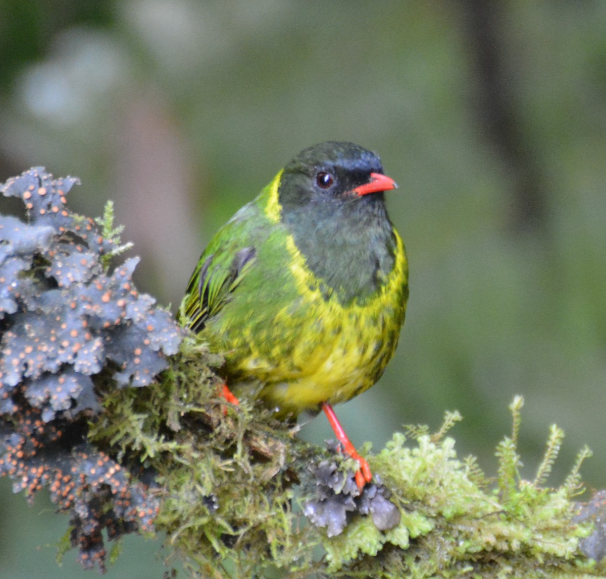 Green-and-black Fruiteater - ML646120845