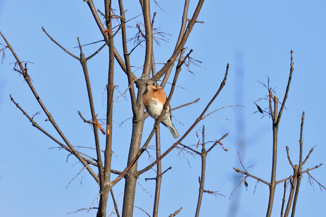 Eastern Bluebird - ML646120854