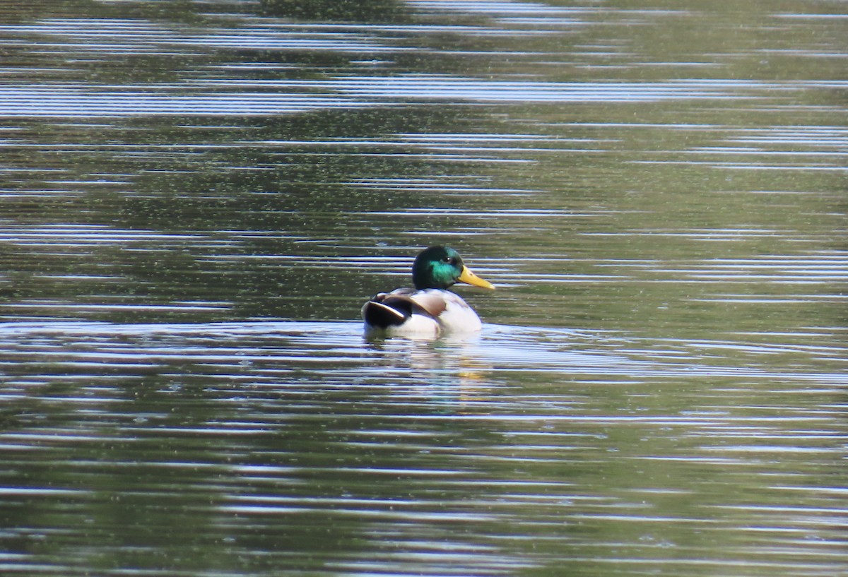 Mallard - ML646120855