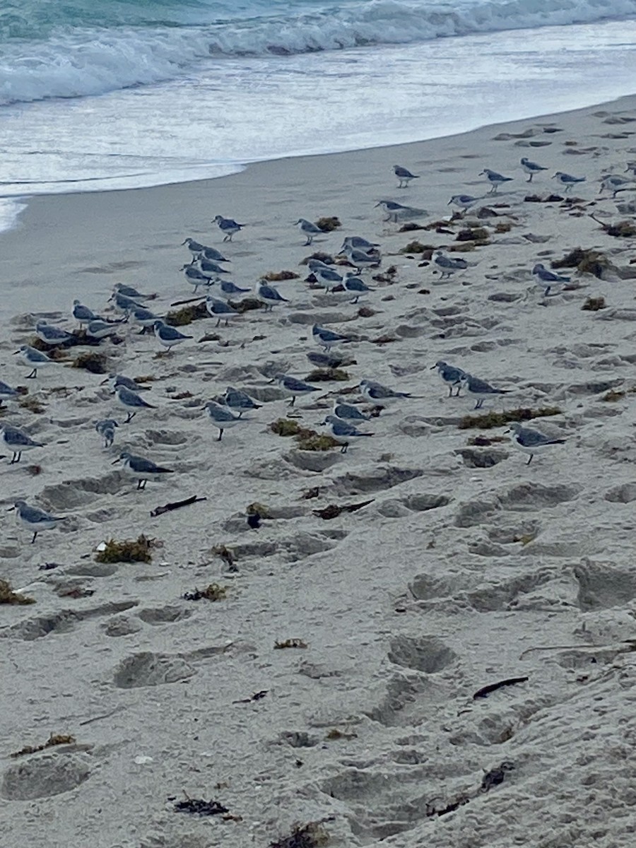 Sanderling - ML646120861