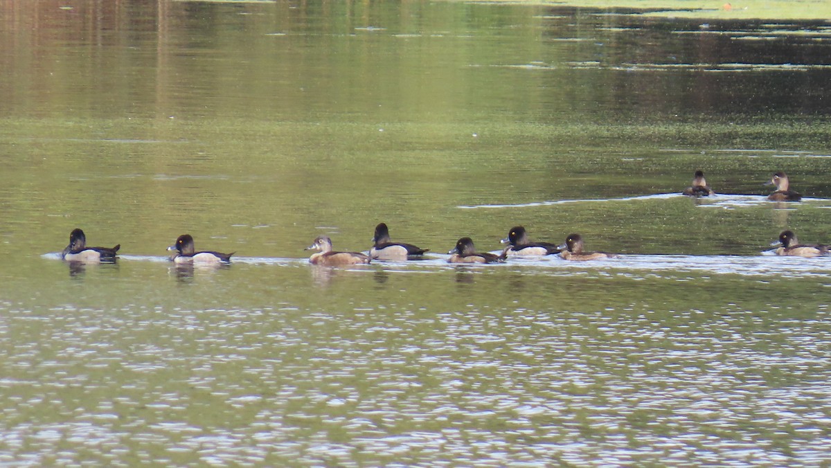 Ring-necked Duck - ML646120867