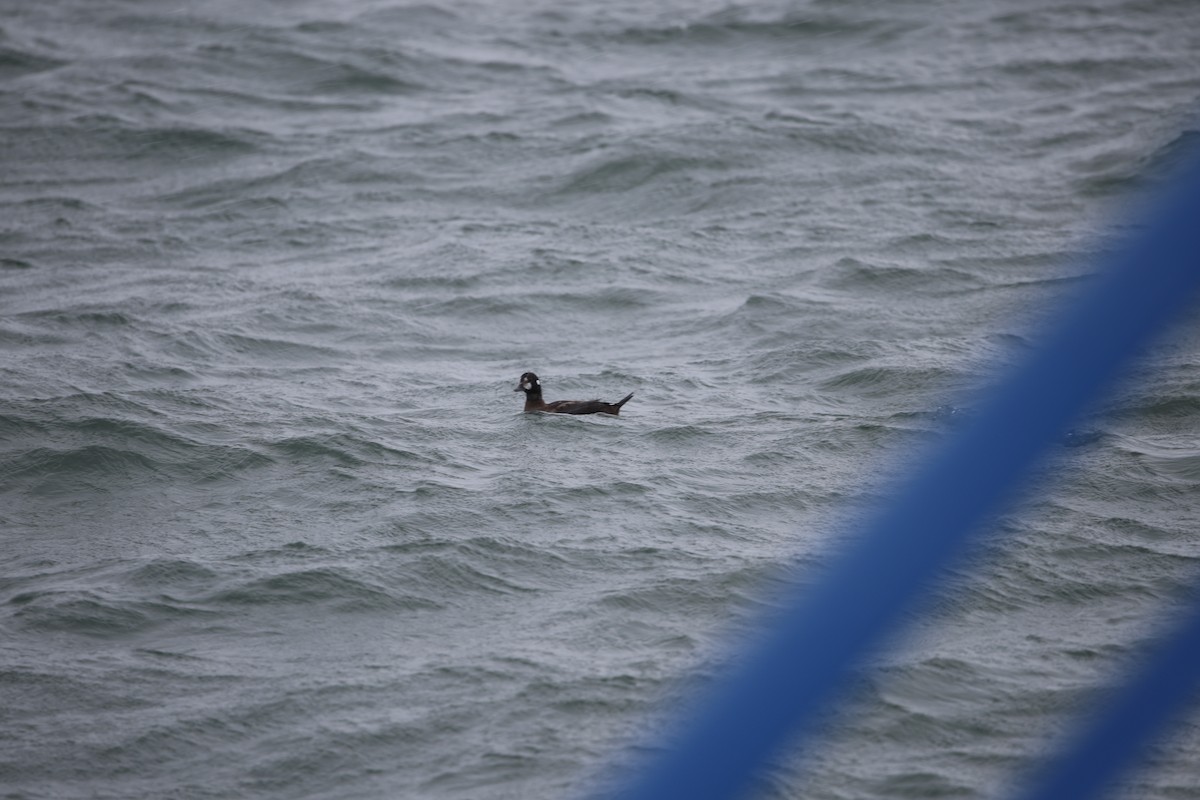 Harlequin Duck - ML646120868