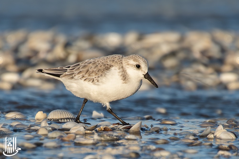 Sanderling - ML646120870