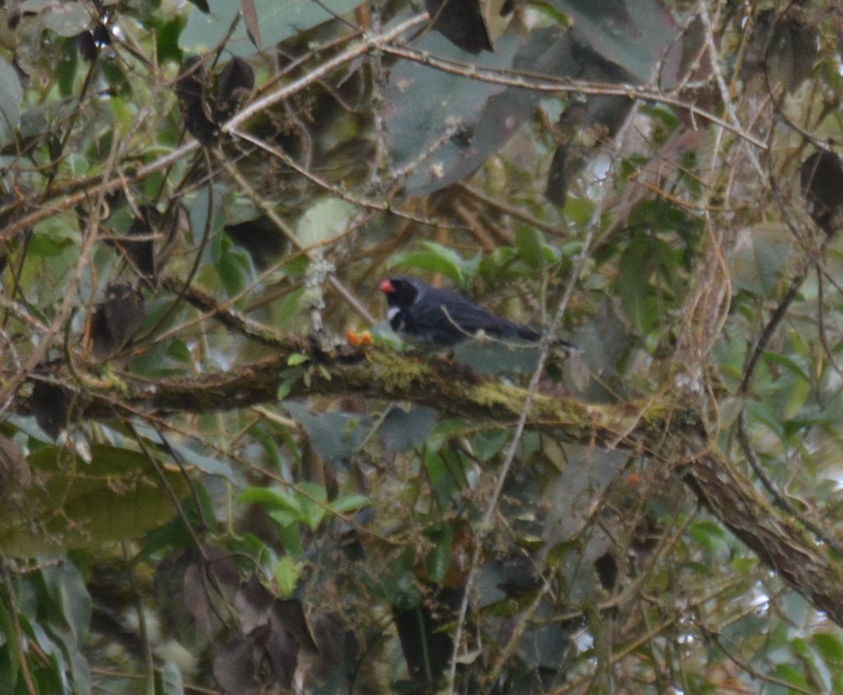 Masked Saltator - ML646120871