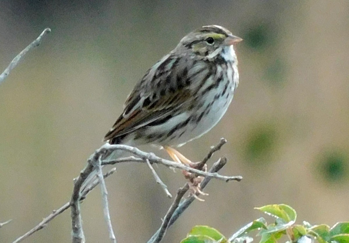 Savannah Sparrow - ML646120872