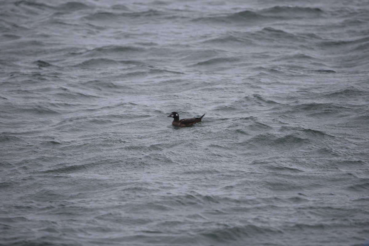 Harlequin Duck - ML646120874