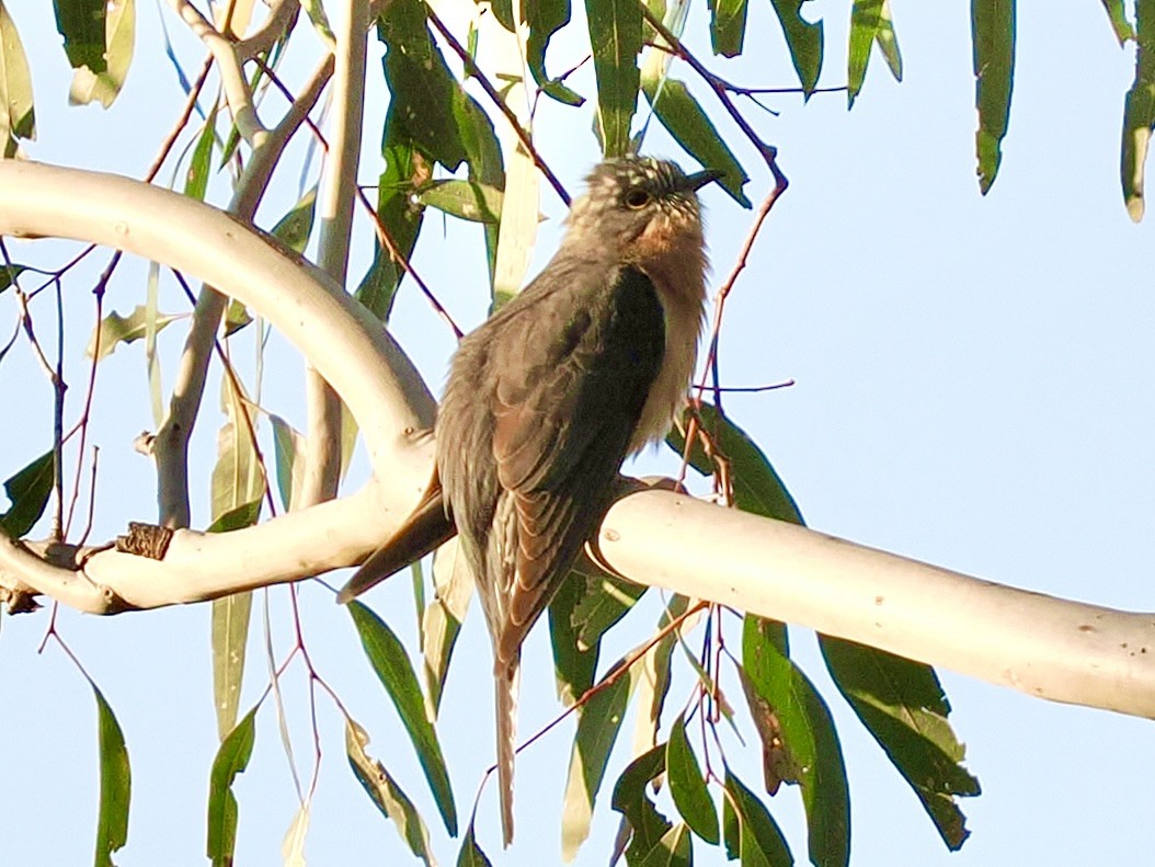 Fan-tailed Cuckoo - ML646120880