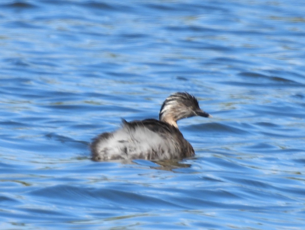 Hoary-headed Grebe - ML646120881