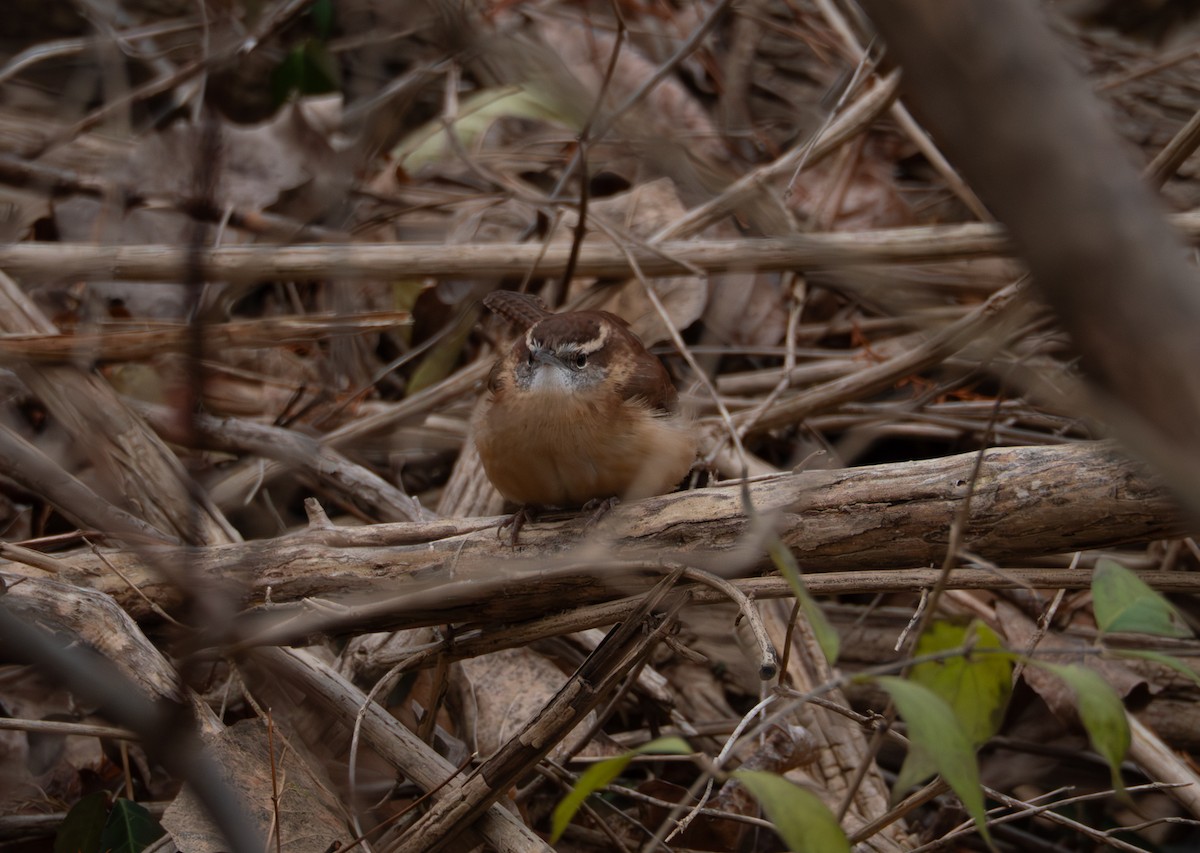 Carolina Wren - ML646120893