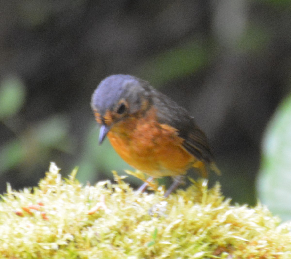 Slate-crowned Antpitta - ML646120897