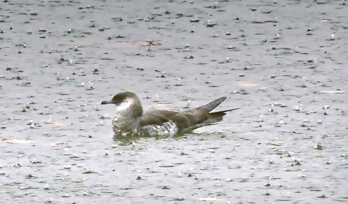 Pomarine Jaeger - ML646120900