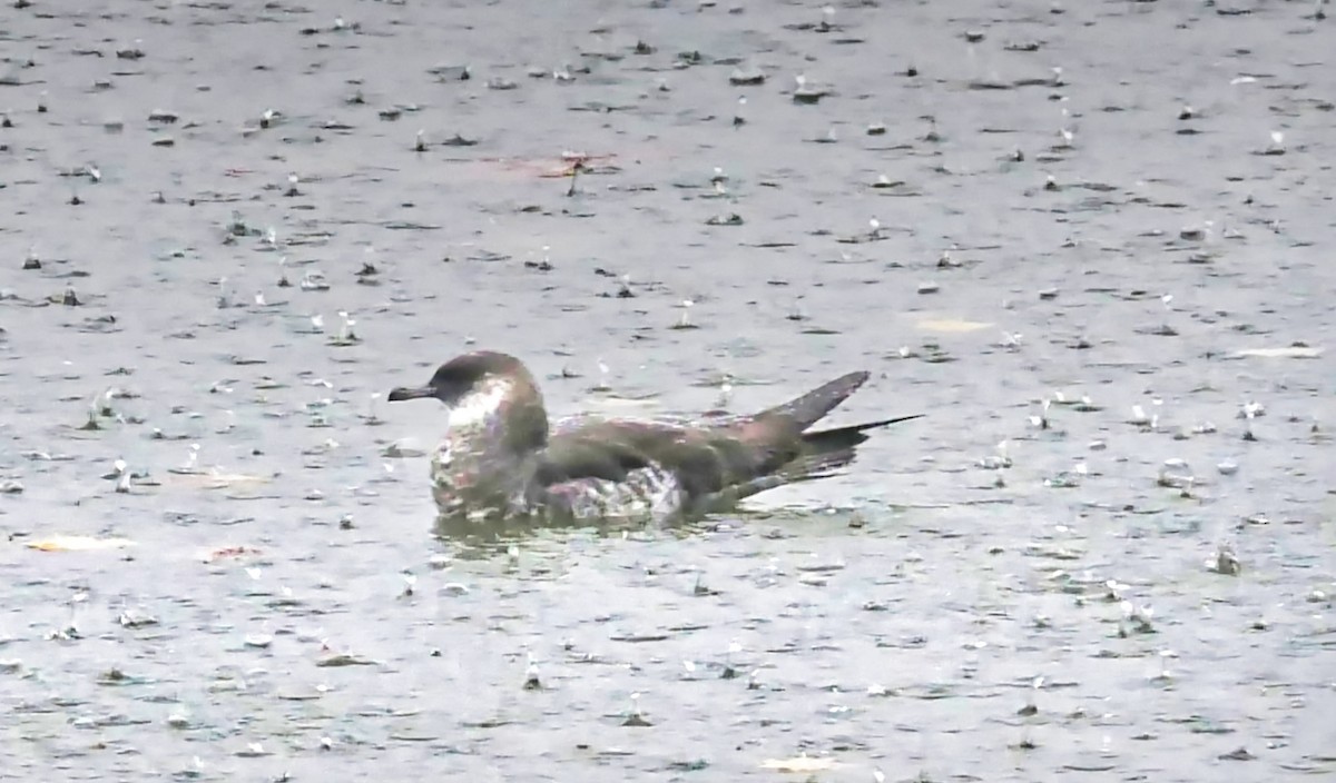 Pomarine Jaeger - ML646120901