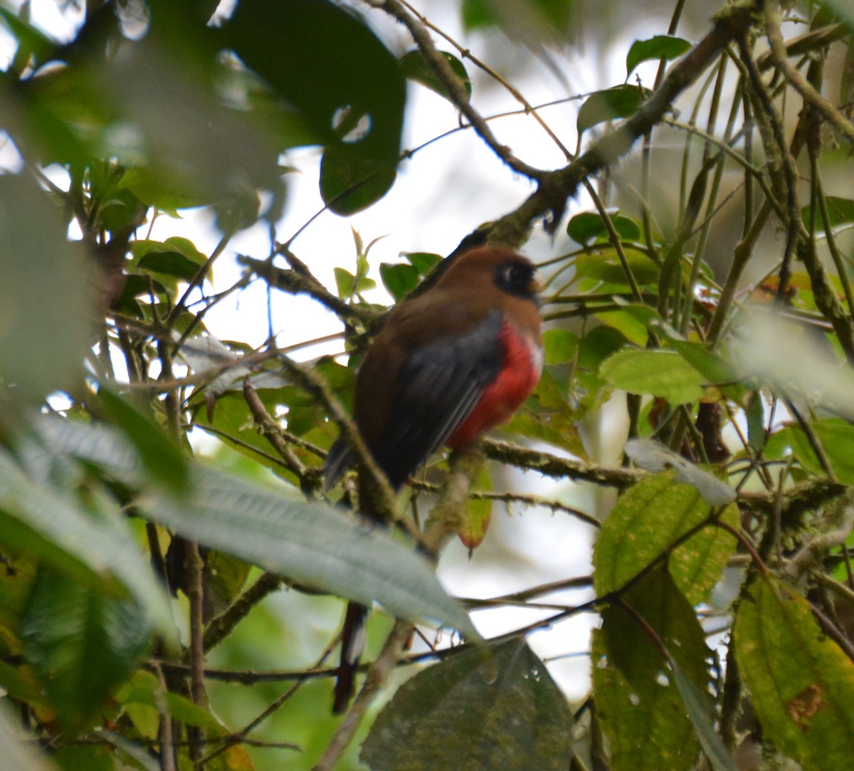 Masked Trogon - ML646120903