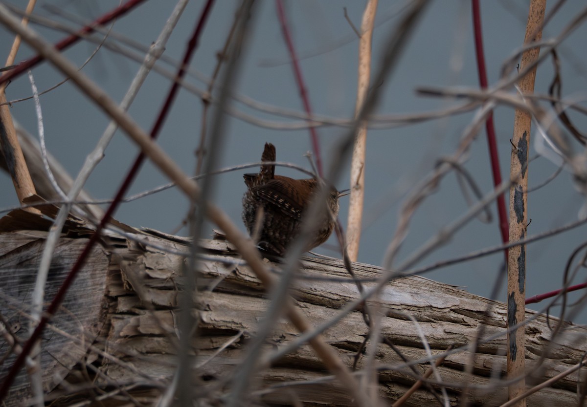 Winter Wren - ML646120910
