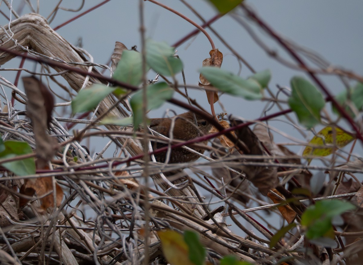 Winter Wren - ML646120911