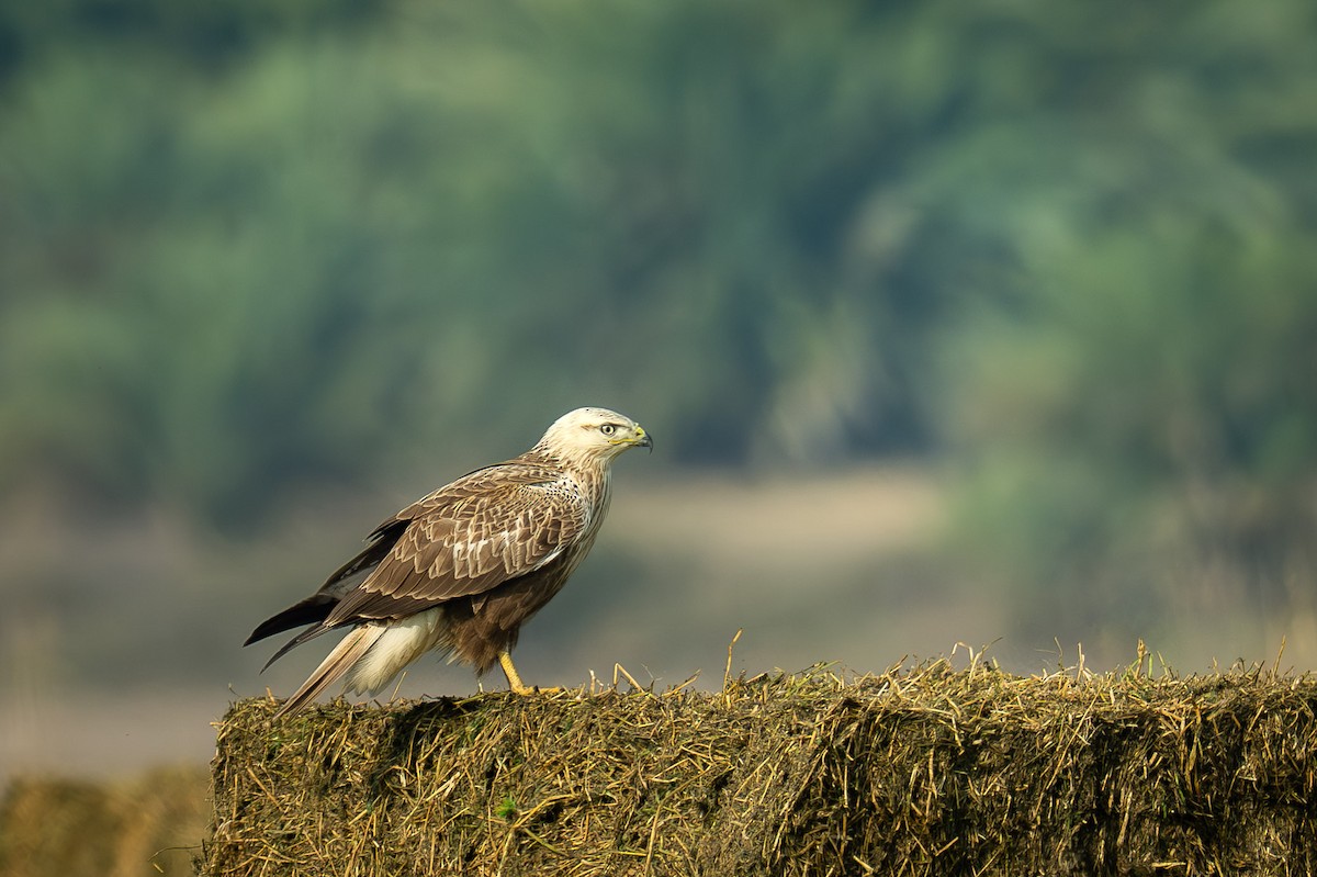 Канюк степовий - ML646120912