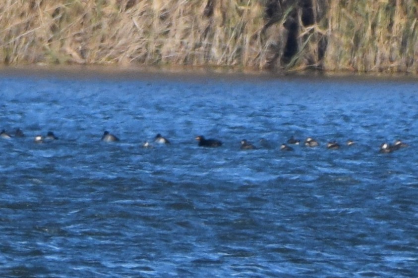 turpan žlutozobý - ML646120916