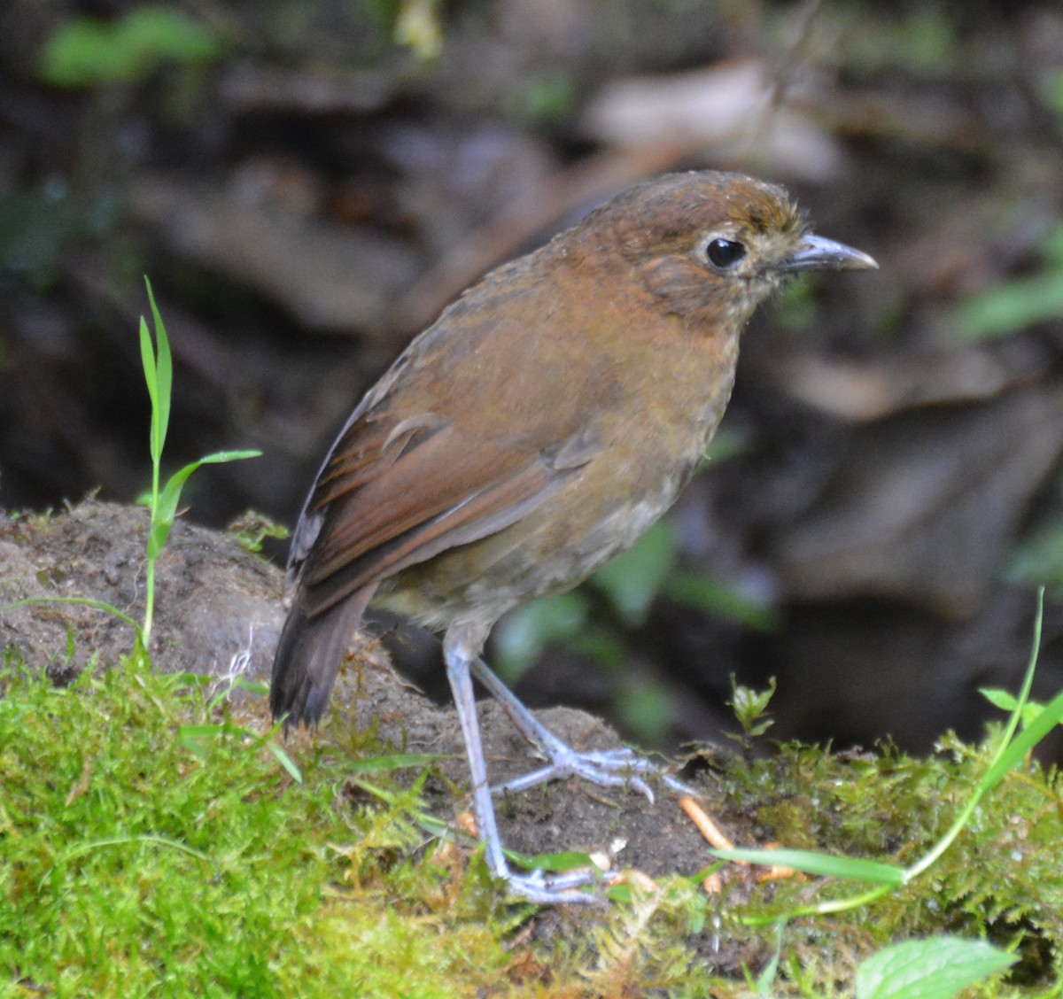 Brown-banded Antpitta - ML646120917