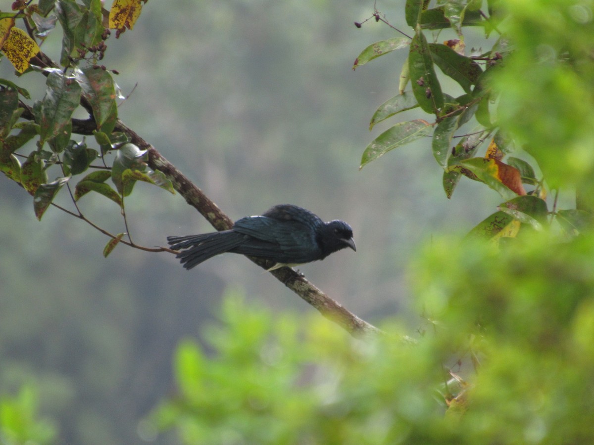 Balicassiao - ML646120919