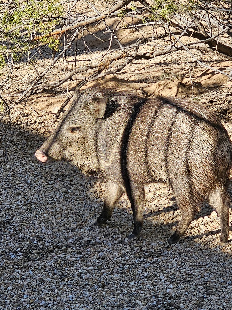 Animals - ML646120921