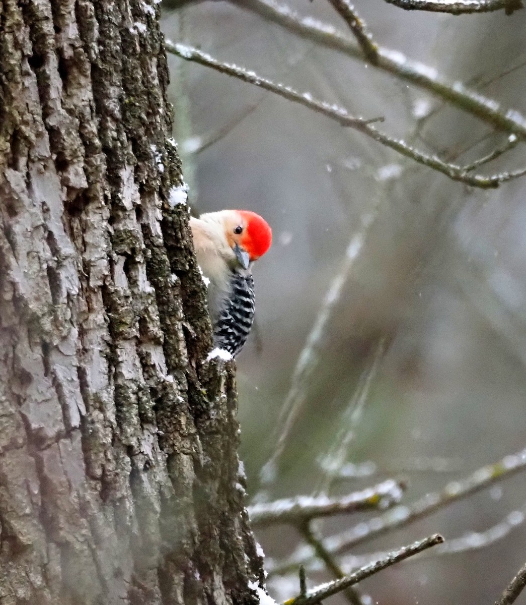 Гіла каролінська - ML646120925