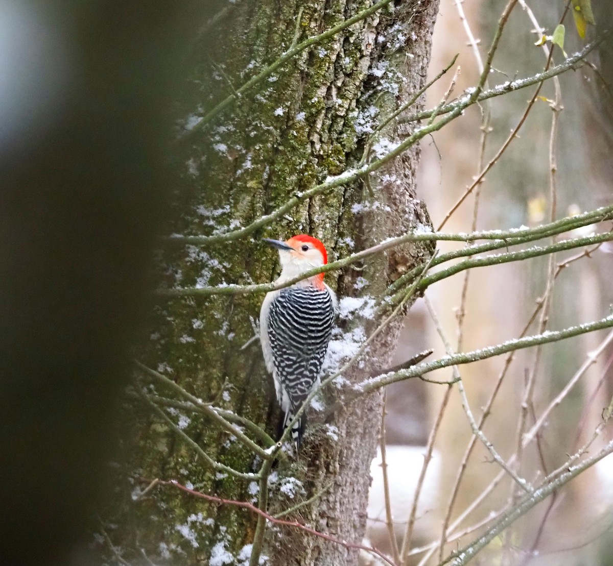 Гіла каролінська - ML646120928