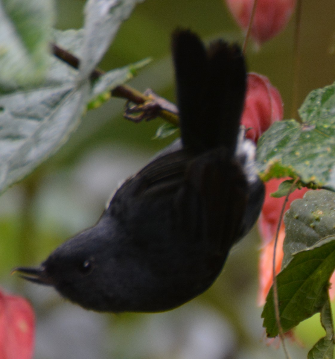 White-sided Flowerpiercer - ML646120954