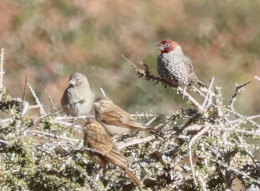 Red-headed Finch - ML646120959