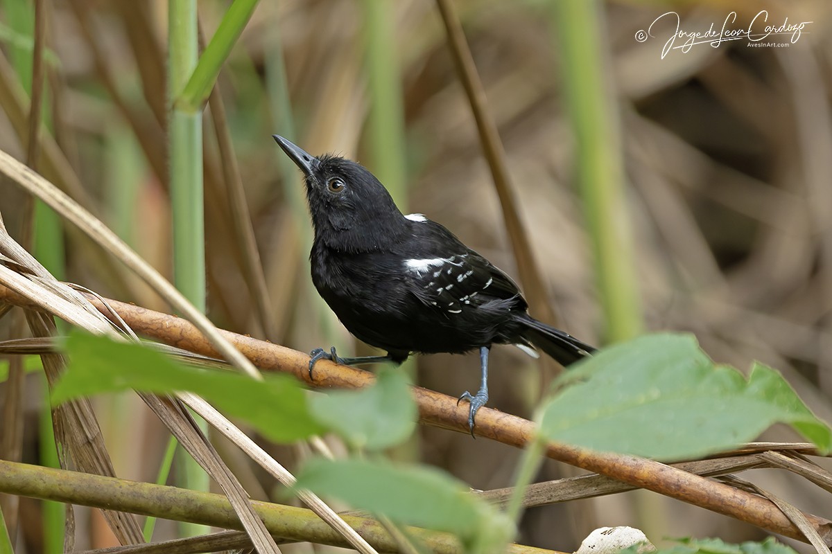 Jet Antbird - ML646120962