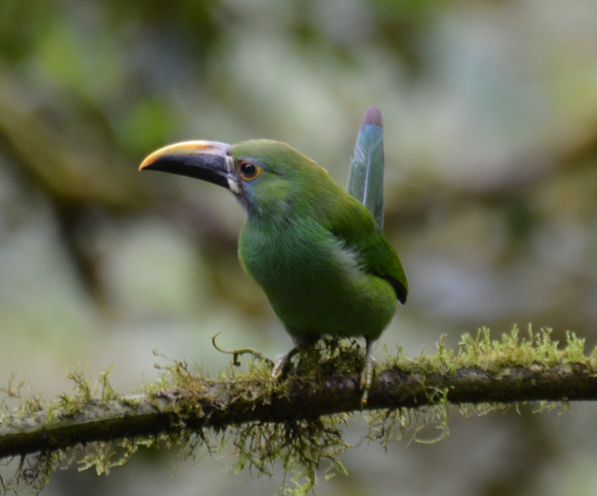 Southern Emerald-Toucanet - ML646120968