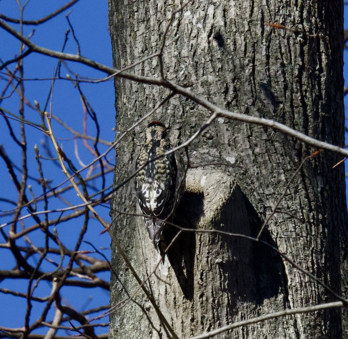 Yellow-bellied Sapsucker - ML646120969