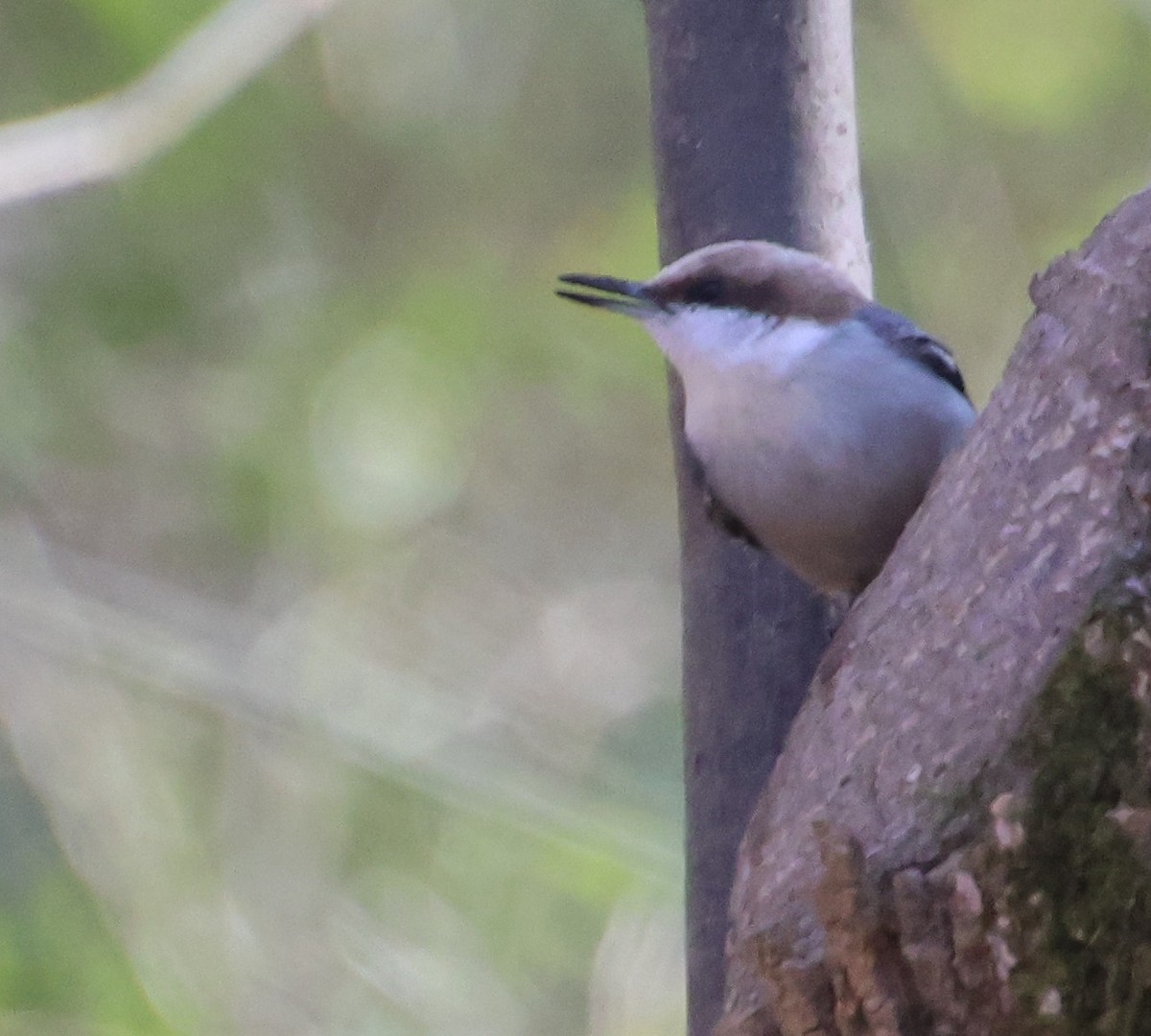 brhlík hnědohlavý - ML646120986