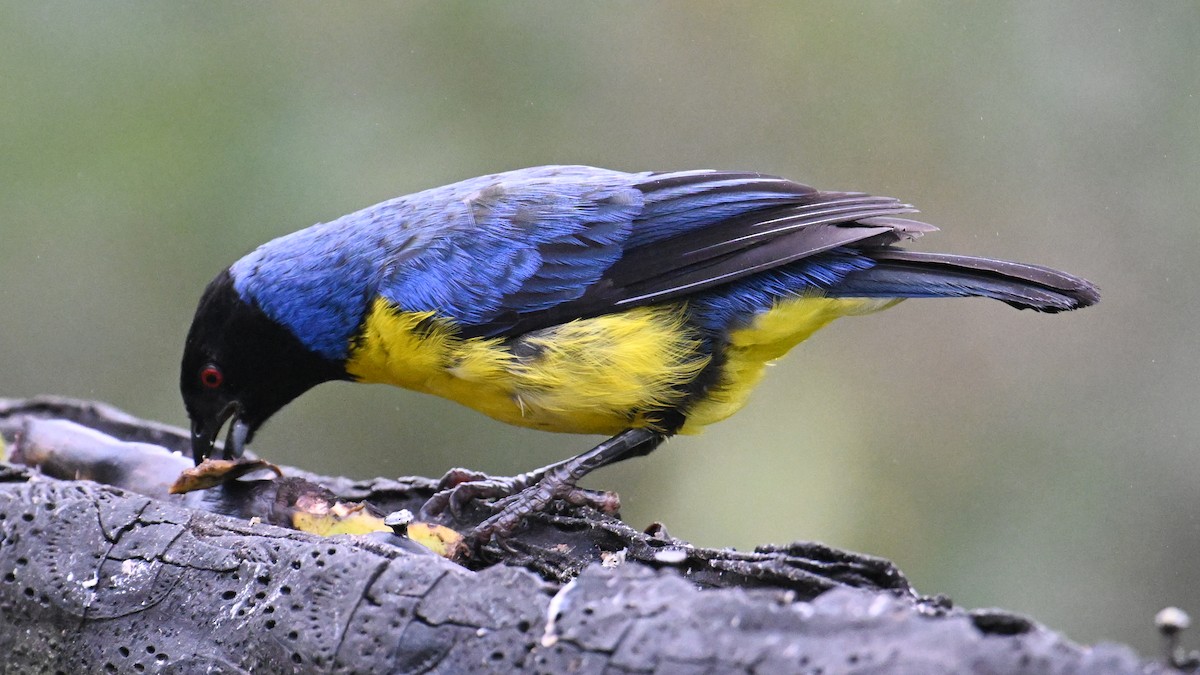 Hooded Mountain Tanager - ML646120991