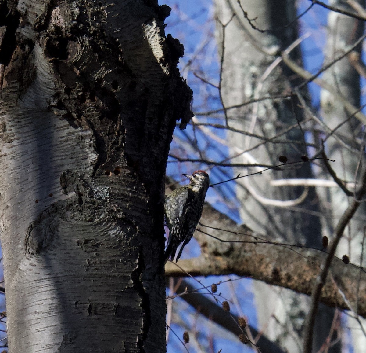Yellow-bellied Sapsucker - ML646120992