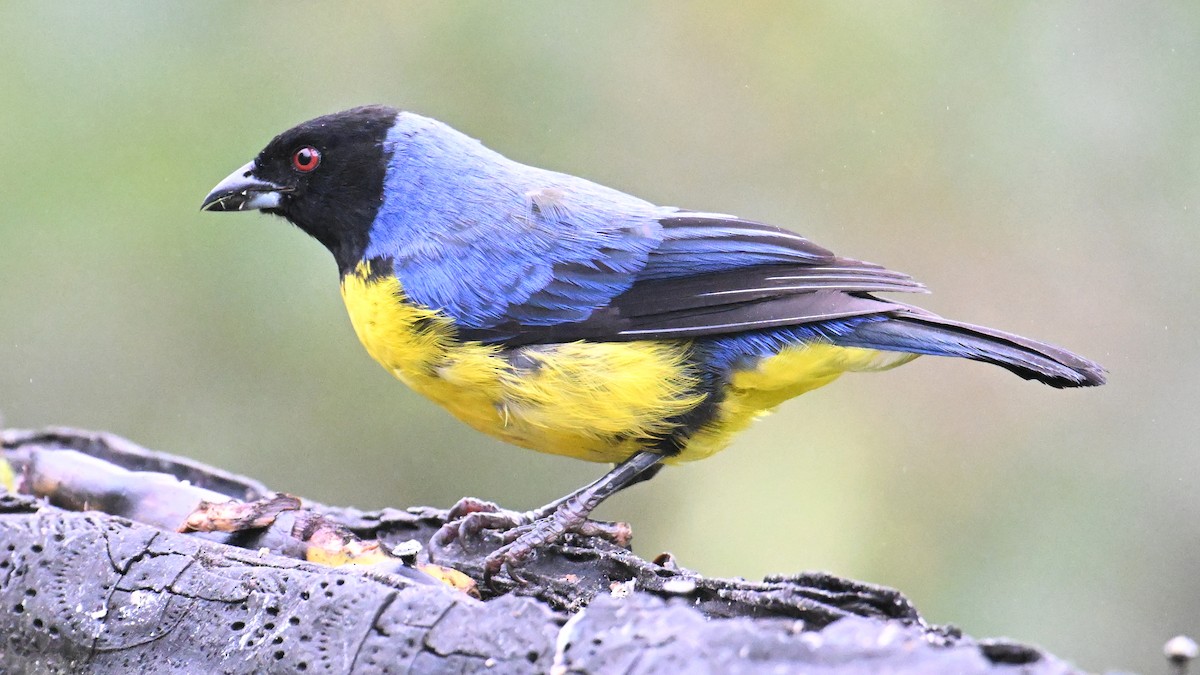 Hooded Mountain Tanager - ML646120997