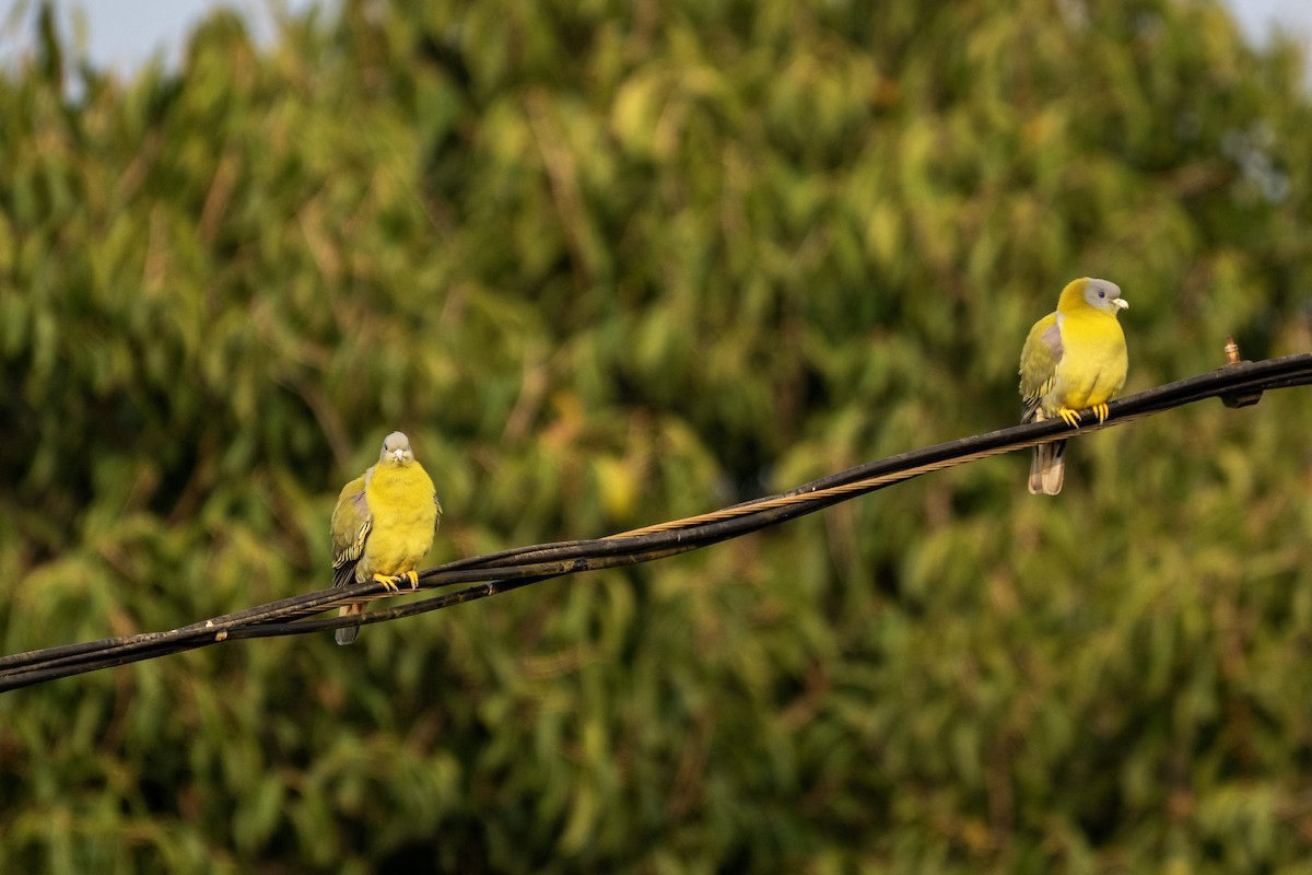 Yellow-footed Green-Pigeon - ML646120998