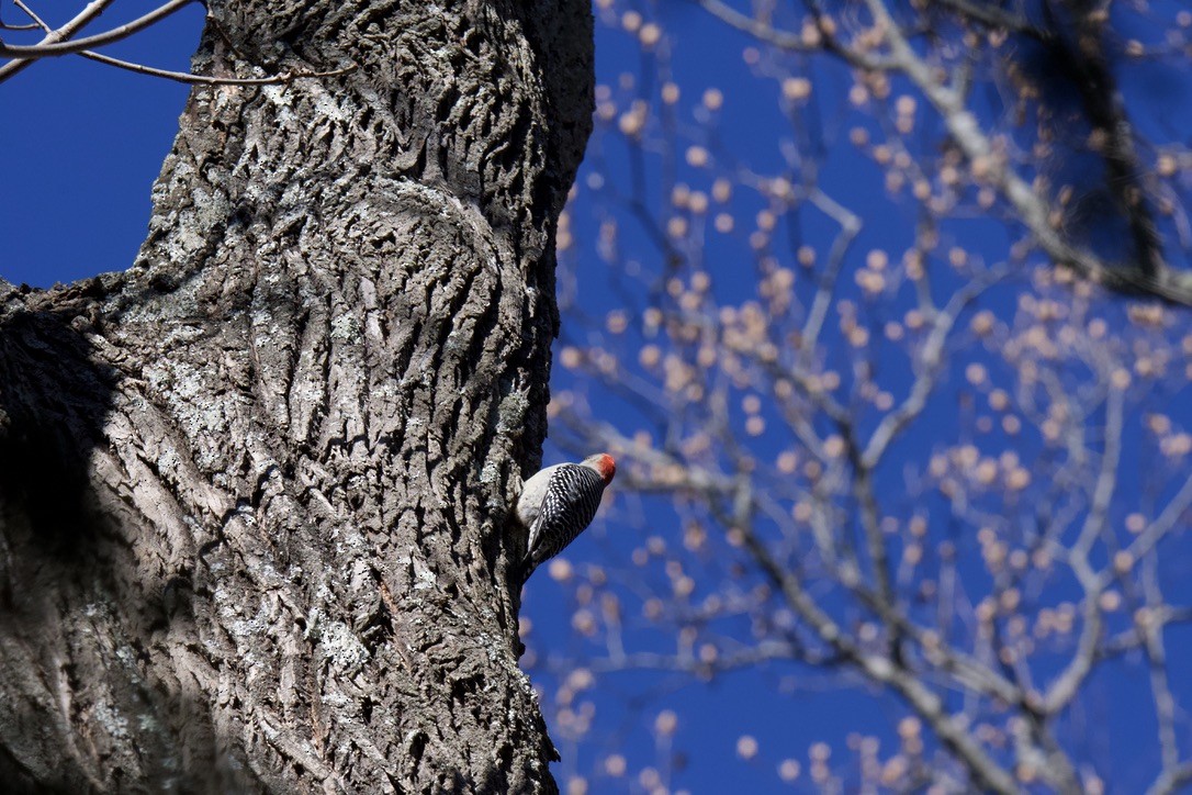 Red-bellied Woodpecker - ML646120999
