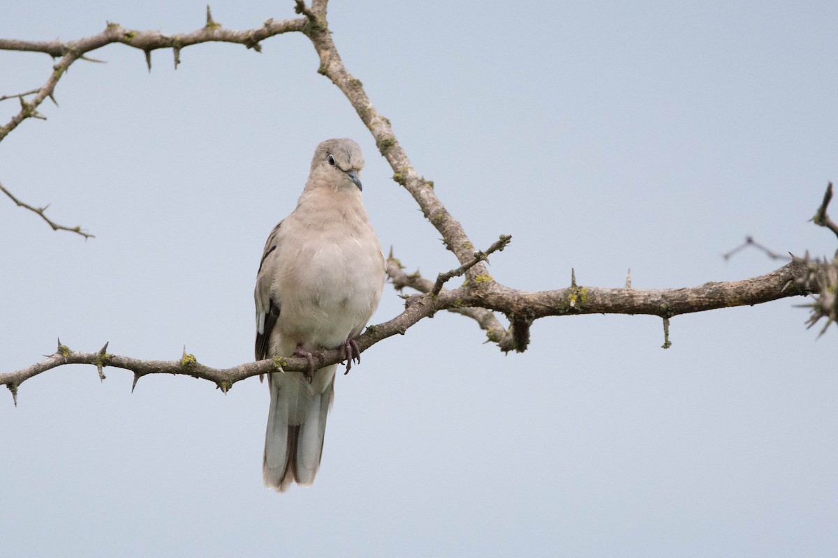 Picui Ground Dove - ML646121001