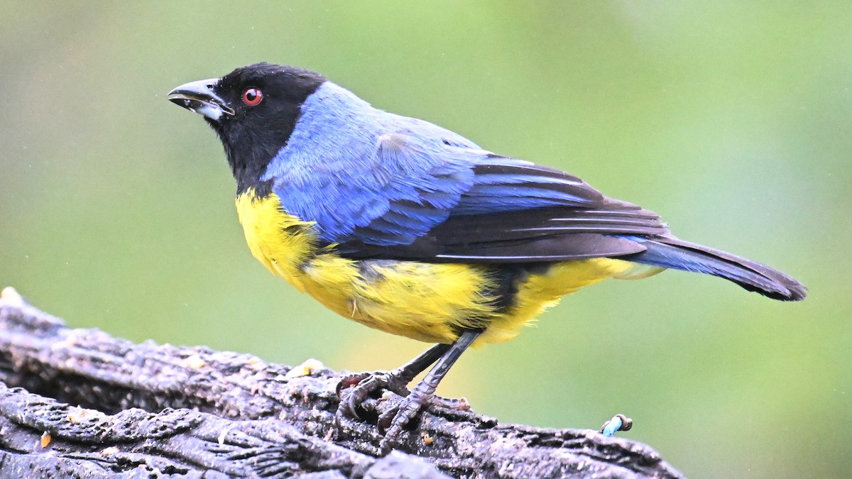 Hooded Mountain Tanager - ML646121003