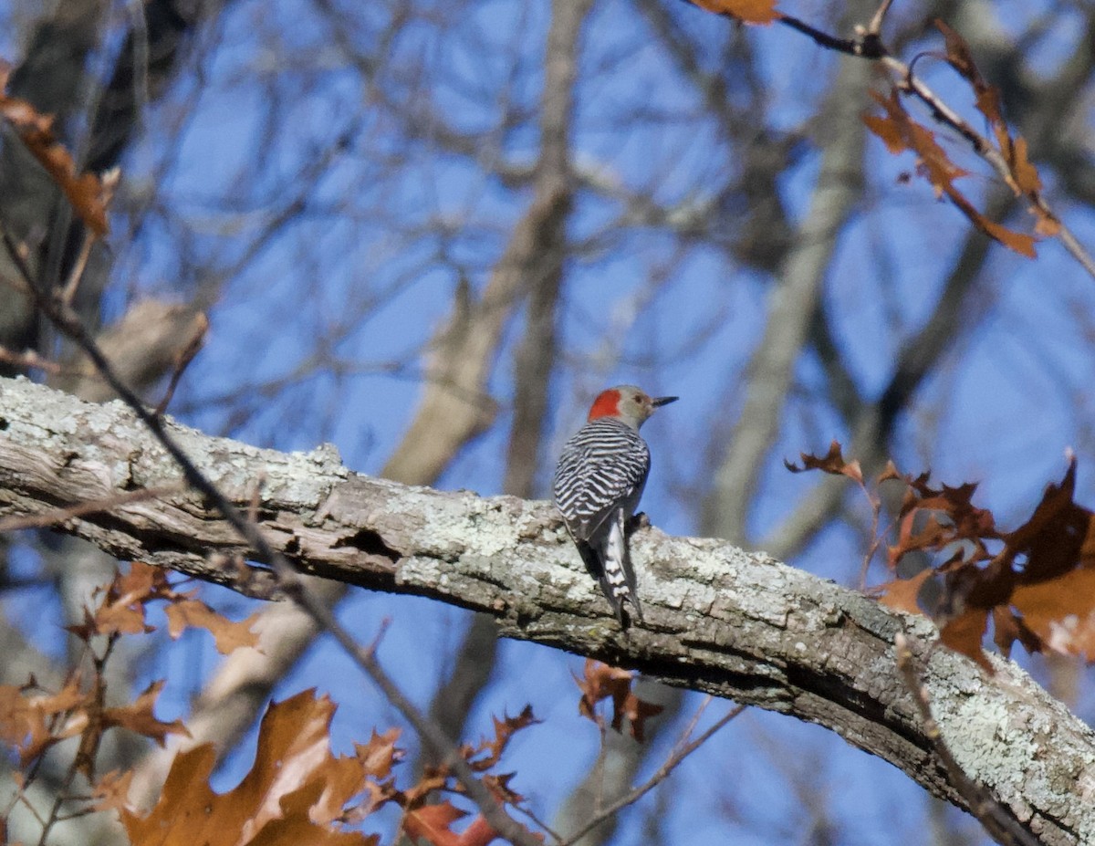 Red-bellied Woodpecker - ML646121006