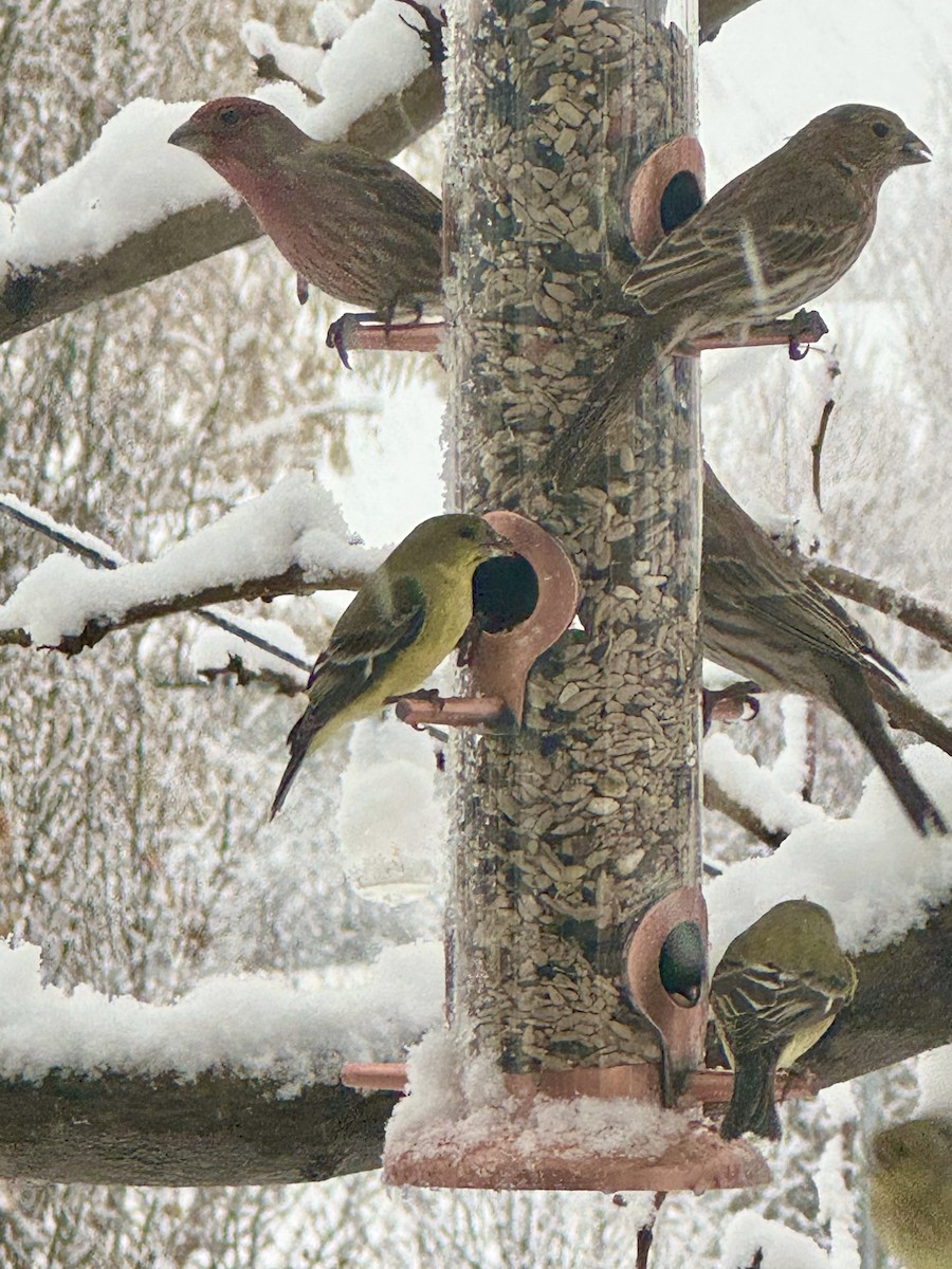 House Finch - ML646121007