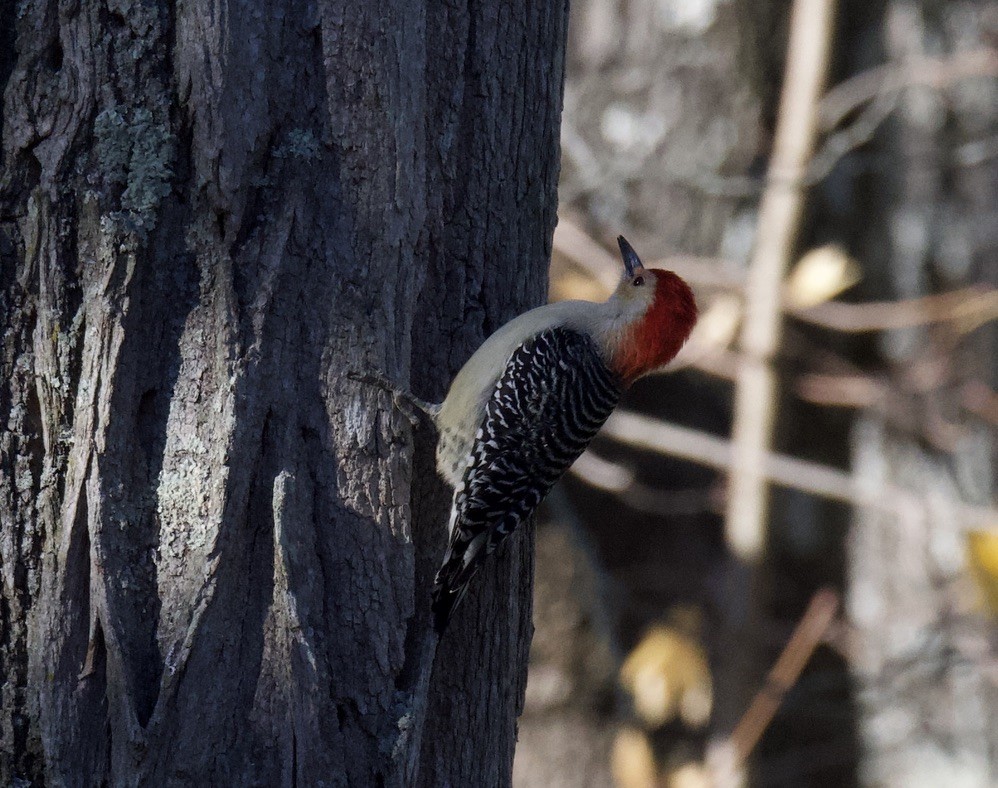 Red-bellied Woodpecker - ML646121010